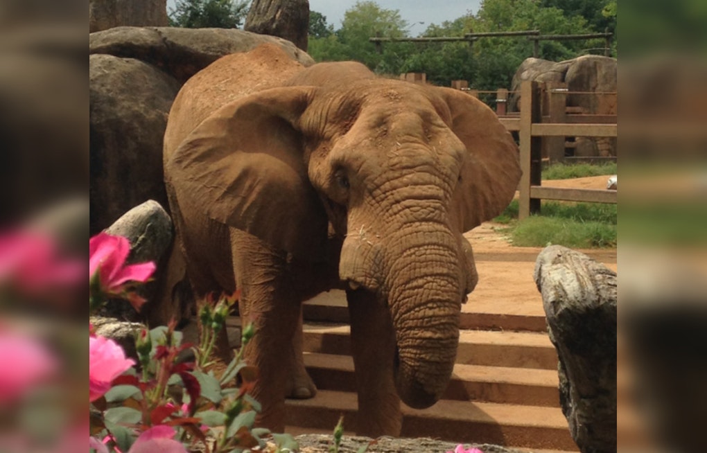 Zoo Knoxville’s Last Elephant, Tonka, Enters Hospice Care as Health Declines