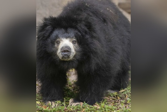 Zoo Miami Mourns Loss of Two Cherished Animals, Welcomes Birth of Sloth Bear Cubs