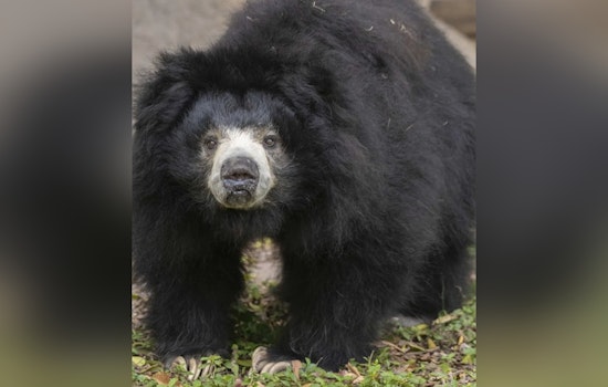 Zoo Miami Mourns Loss of Two Cherished Animals, Welcomes Birth of Sloth Bear Cubs