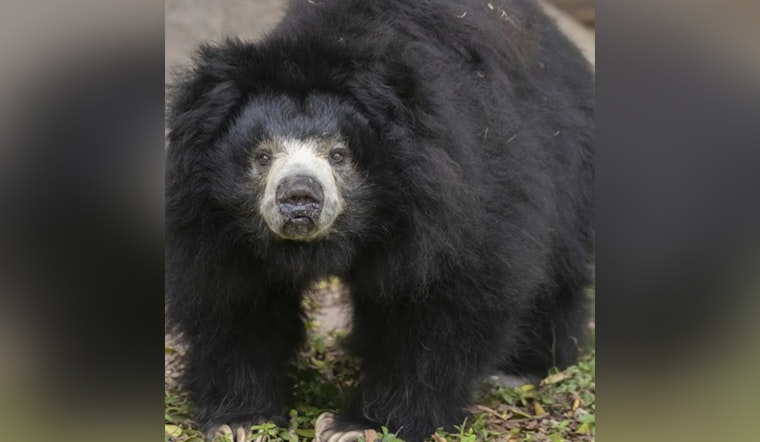 Zoo Miami Mourns Loss of Two Cherished Animals, Welcomes Birth of Sloth Bear Cubs