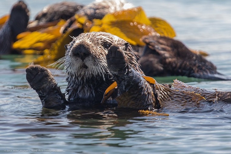 Adaptive Ingenuity Aids Survival of Southern Sea Otters on California's Coast, Study Reveals