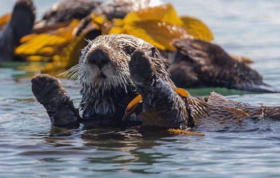 Adaptive Ingenuity Aids Survival of Southern Sea Otters on California's Coast, Study Reveals