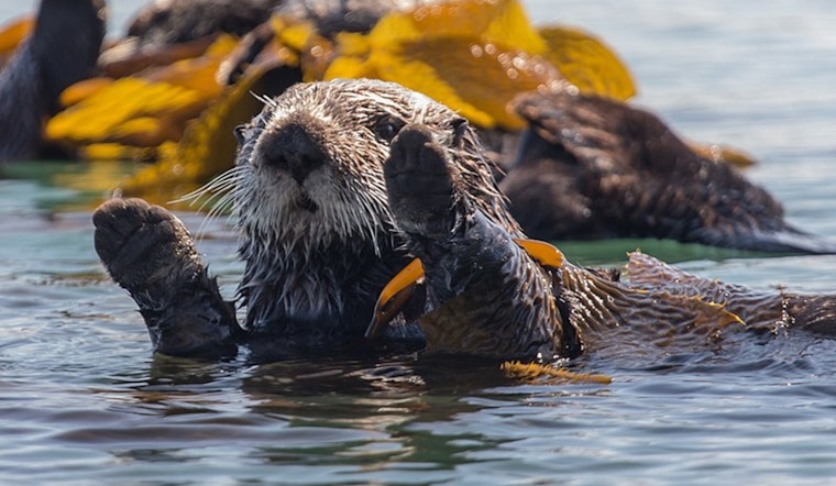 Adaptive Ingenuity Aids Survival of Southern Sea Otters on California's Coast, Study Reveals