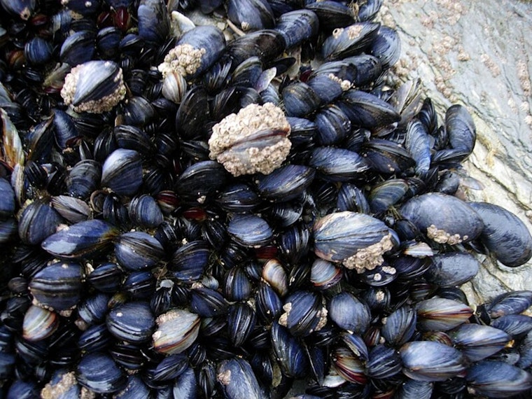 Officials warn Northwesterners of shellfish due to contamination with toxin that can paralyze and kill you