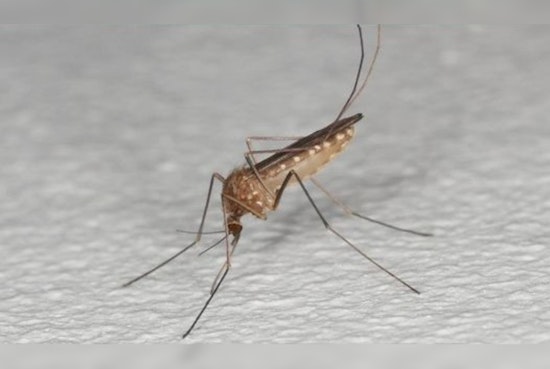 Anoka County Reports Season's First West Nile Virus Positive Mosquito Sample; Officials Urge Precautions in Coon Rapids