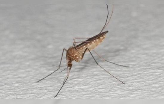 Anoka County Reports Season's First West Nile Virus Positive Mosquito Sample; Officials Urge Precautions in Coon Rapids