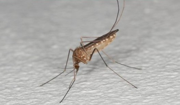 Anoka County Reports Season's First West Nile Virus Positive Mosquito Sample; Officials Urge Precautions in Coon Rapids