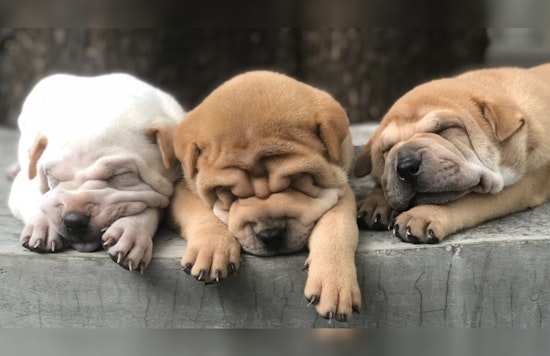 Apache County Deputy's Shooting of Seven Abandoned Dogs Sparks Outrage and Debate over Rural Animal Control Practices