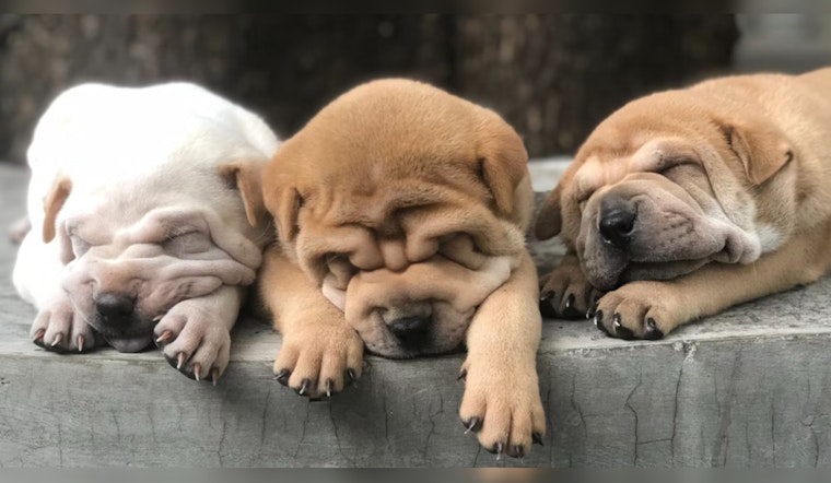 Apache County Deputy's Shooting of Seven Abandoned Dogs Sparks Outrage and Debate over Rural Animal Control Practices
