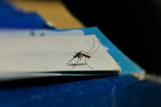 Apple Valley's Fight Against Mosquito-Borne Diseases, Tips and Assistance from MMCD