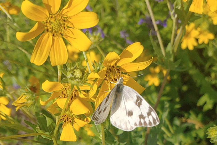 Arlington Dedicates June 17-23 to Pollinators, Advocates for Eco-Friendly Initiatives During National Pollinator Week
