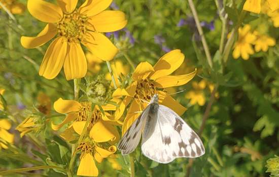 Arlington Dedicates June 17-23 to Pollinators, Advocates for Eco-Friendly Initiatives During National Pollinator Week