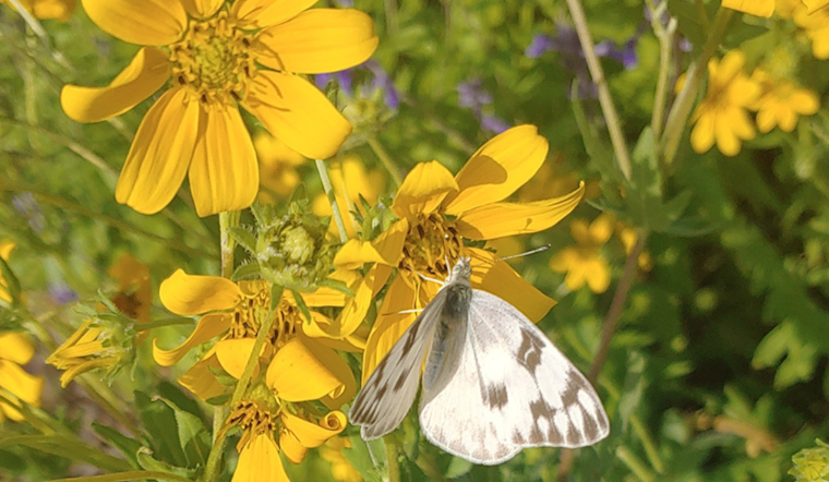 Arlington Dedicates June 17-23 to Pollinators, Advocates for Eco-Friendly Initiatives During National Pollinator Week