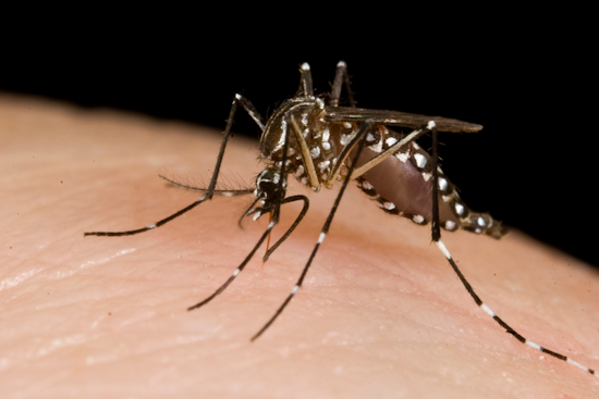 Arlington Hits Back at West Nile Virus with Targeted Mosquito Spraying Campaign