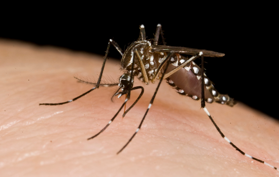 Arlington Hits Back at West Nile Virus with Targeted Mosquito Spraying Campaign