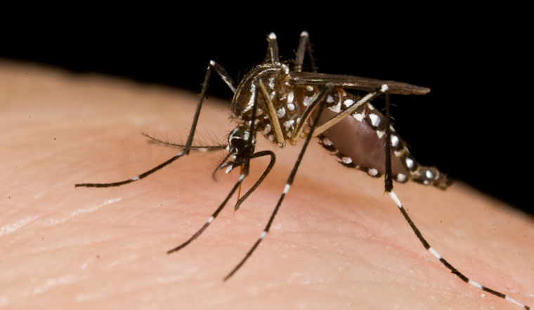 Arlington Hits Back at West Nile Virus with Targeted Mosquito Spraying Campaign