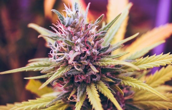 Austin's Marijuana Decriminalization Ordinance Upheld as Texas Judge Dismisses State's Legal Challenge