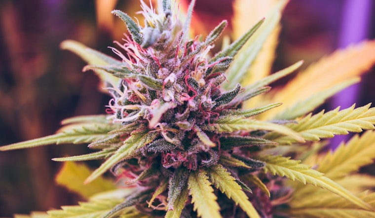 Austin's Marijuana Decriminalization Ordinance Upheld as Texas Judge Dismisses State's Legal Challenge