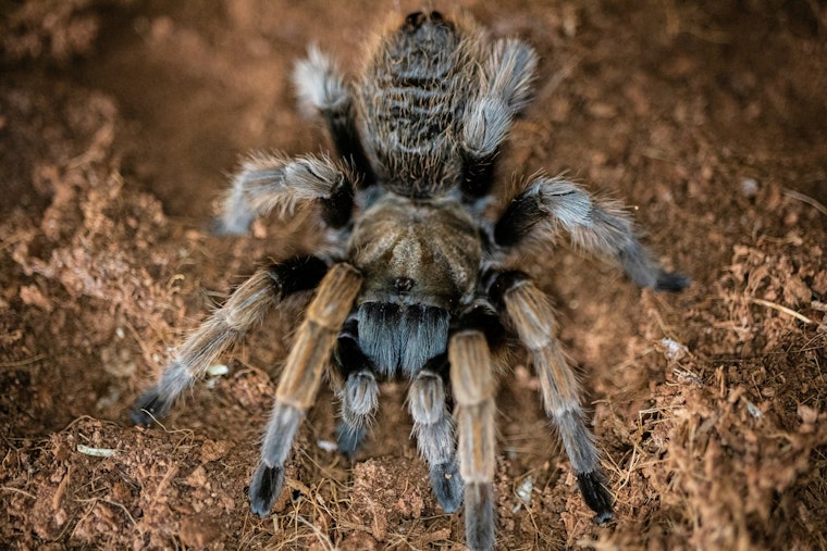 Austin's Tarantula Mating Season, Fuzzy Behemoths Emerge Amid Annual Courtship Rituals