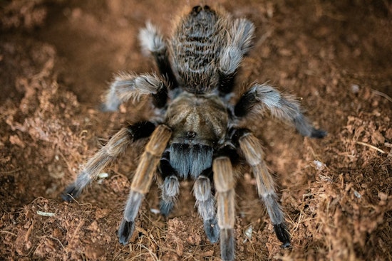 Austin's Tarantula Mating Season, Fuzzy Behemoths Emerge Amid Annual Courtship Rituals