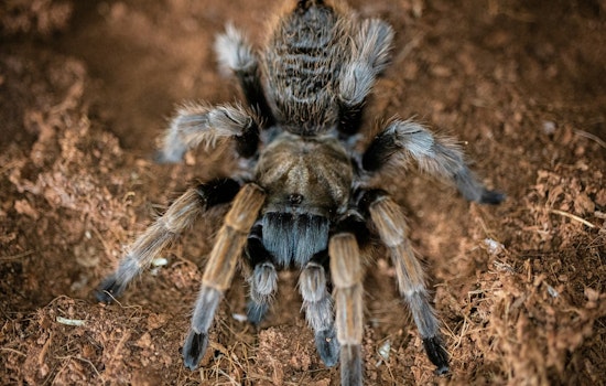 Austin's Tarantula Mating Season, Fuzzy Behemoths Emerge Amid Annual Courtship Rituals