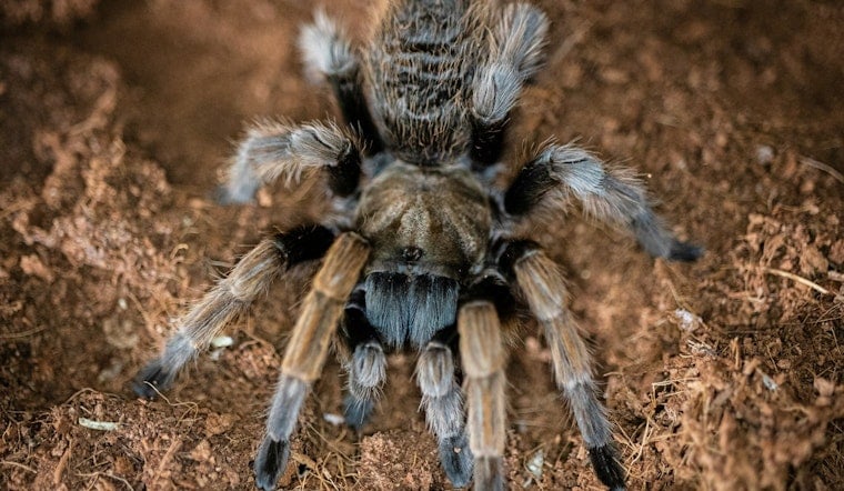 Austin's Tarantula Mating Season, Fuzzy Behemoths Emerge Amid Annual Courtship Rituals