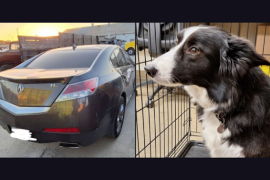 Authorities Seek Suspect in Hit-and-Run Crash on I-680 in Pleasant Hill, Woman Injured, Dog Safe