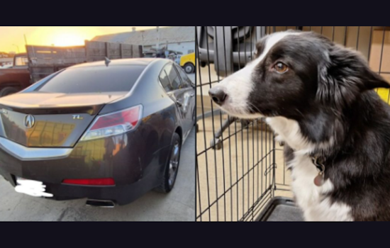 Authorities Seek Suspect in Hit-and-Run Crash on I-680 in Pleasant Hill, Woman Injured, Dog Safe