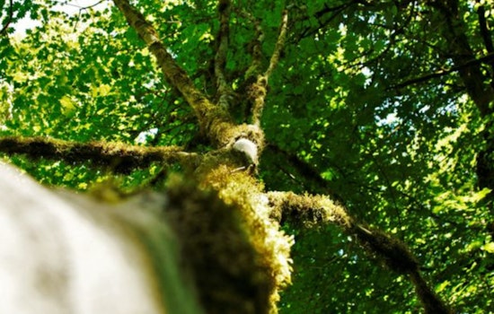 Bellevue City Council Advances Environmental Agenda with Tree Code Amendments and Green Initiatives