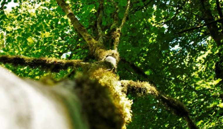 Bellevue City Council Advances Environmental Agenda with Tree Code Amendments and Green Initiatives