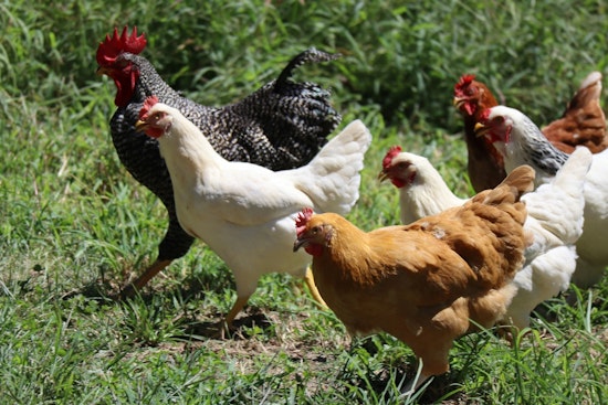 Bird Flu Virus H5N1 Detected in Houston Area Wastewater, No Human Cases Reported