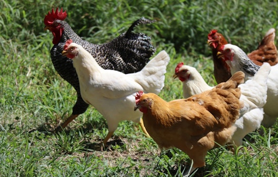 Bird Flu Virus H5N1 Detected in Houston Area Wastewater, No Human Cases Reported