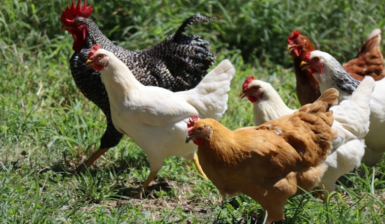 Bird Flu Virus H5N1 Detected in Houston Area Wastewater, No Human Cases Reported