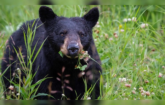 Black Bear's Snack Run at Anakeista's Concession Stand Leads to Surprising Human Encounter