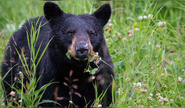 Black Bear's Snack Run at Anakeista's Concession Stand Leads to Surprising Human Encounter