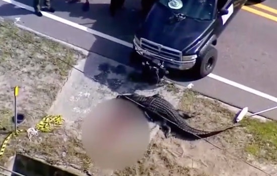 Bodycam Footage Shows Response to Fatal Alligator Attack in Largo, Florida