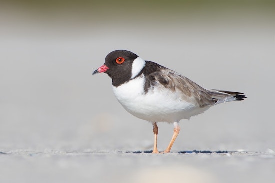 Captive-Reared Piping Plovers Hatch Conservation Success in Chicago and Waukegan