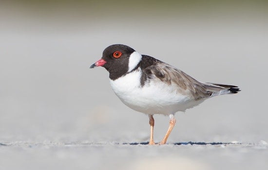Captive-Reared Piping Plovers Hatch Conservation Success in Chicago and Waukegan