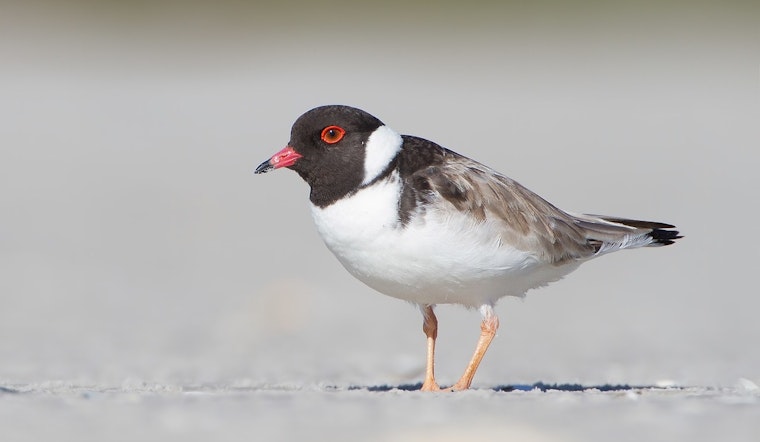 Captive-Reared Piping Plovers Hatch Conservation Success in Chicago and Waukegan