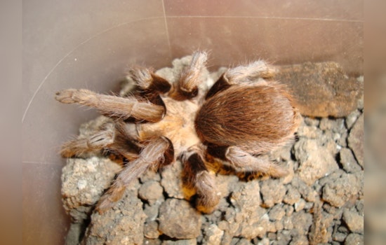Central Texas Embraces Tarantula Mating Season, Harmless Arachnids Seek Love This Summer