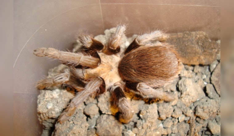 Central Texas Embraces Tarantula Mating Season, Harmless Arachnids Seek Love This Summer