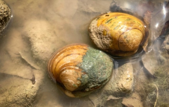 Central Texas Freshwater Mussels Gain Federal Protection, Bolstering Regional Conservation Efforts