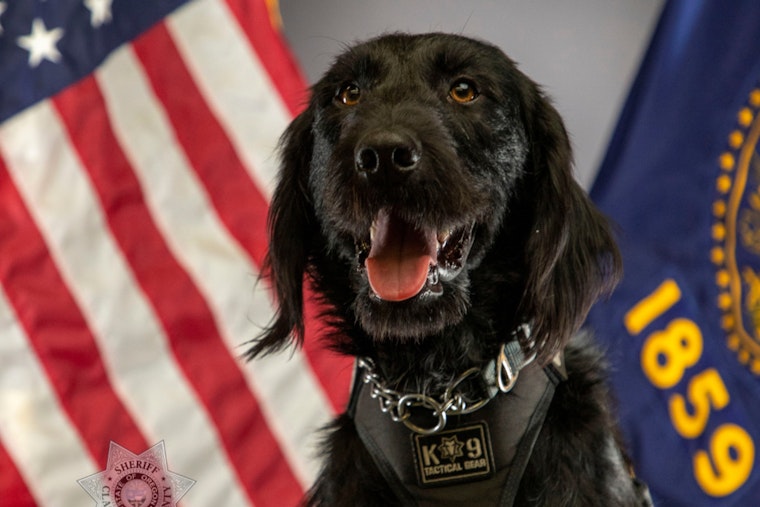 Clackamas County's Newest K9, Gregor, Joins the Fight Against Fentanyl Crisis alongside Veteran K9 Abbie
