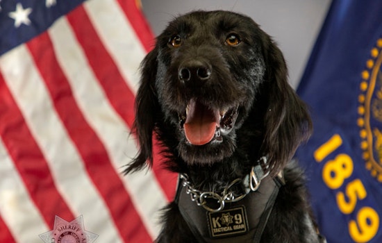 Clackamas County's Newest K9, Gregor, Joins the Fight Against Fentanyl Crisis alongside Veteran K9 Abbie