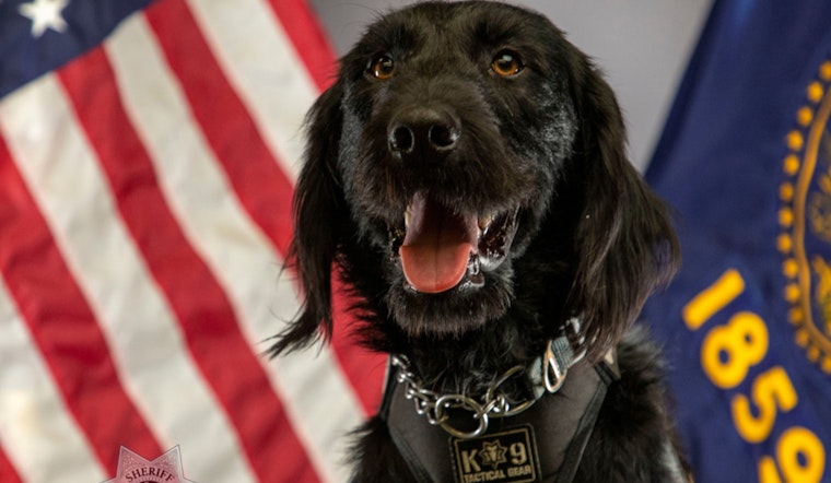Clackamas County's Newest K9, Gregor, Joins the Fight Against Fentanyl Crisis alongside Veteran K9 Abbie