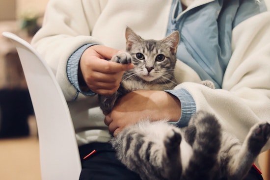 Compassionate Veterinarians Provide Free Care to Pets of Austin's Unhoused Residents
