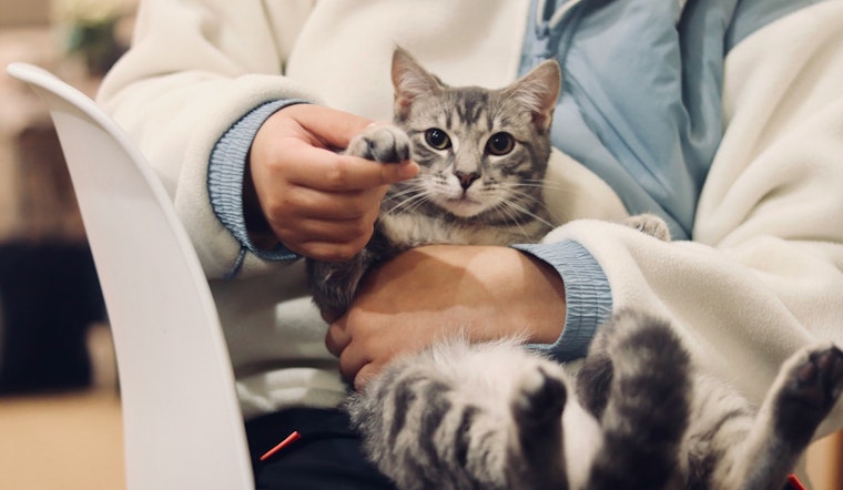 Compassionate Veterinarians Provide Free Care to Pets of Austin's Unhoused Residents
