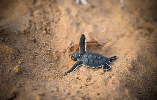 Consumers Energy Releases Rescued Turtles in Webberville, Affirms Commitment to Sustainable Practices