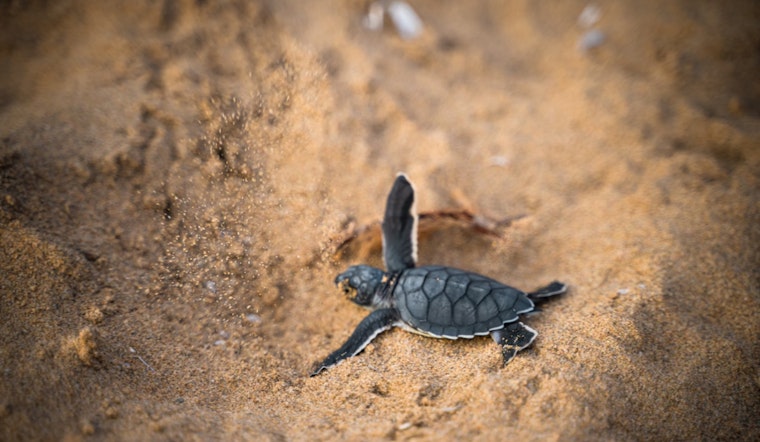 Consumers Energy Releases Rescued Turtles in Webberville, Affirms Commitment to Sustainable Practices