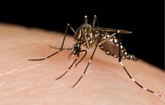 County Vector Control Initiates Aerial Mosquito Management to Combat West Nile Virus Risk